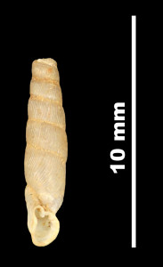 Nenia_subarcuata_89-8524_V