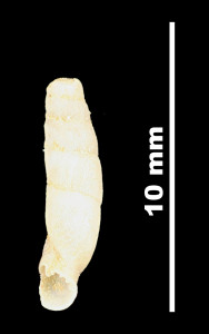 Nenia_subarcuata_89-8525_V