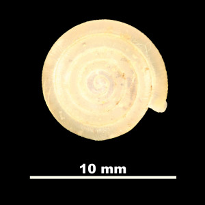 Oestophora_(Suboestophora)_kuiperi_84-1894A_D