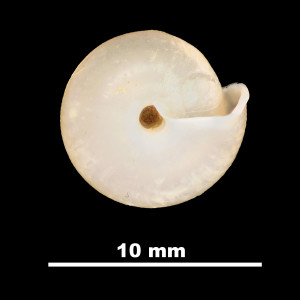 Oestophora_(Suboestophora)_kuiperi_84-1894A_V