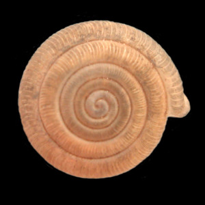 Oestophora_lusitanica_tarraconensis_80-8402A_D
