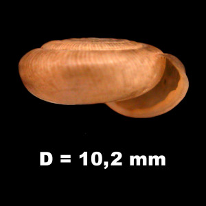 Oestophora_lusitanica_tarraconensis_80-8402A_P