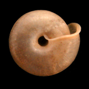 Oestophora_lusitanica_tarraconensis_80-8402A_V