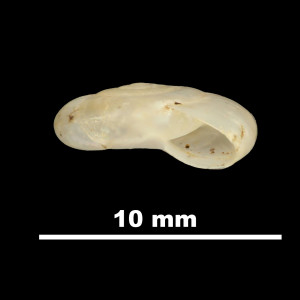 Oxychilus_mercadali_84-1738A_P