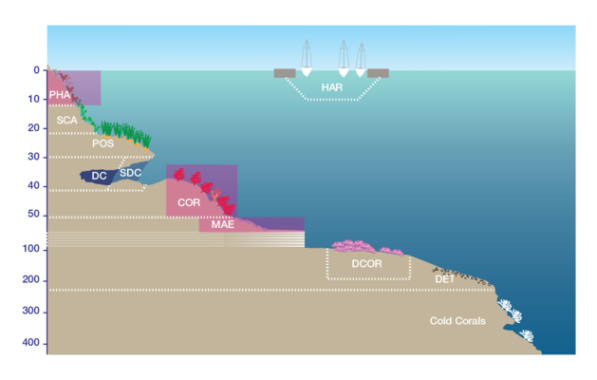 Cradoscrupocellaria reptans