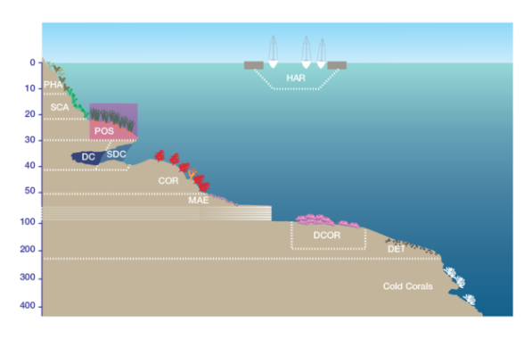 Schizoporella tetragona