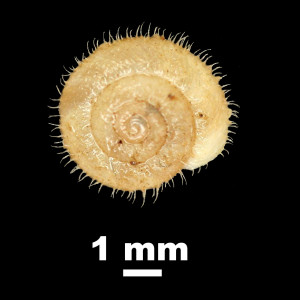 Plentuisa_vendia_92-0086_D