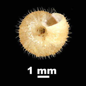 Plentuisa_vendia_92-0086_V