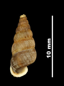 Pomatias_bolosianum_80-0403_D