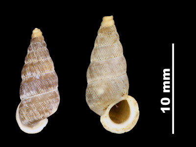 Pomatias_organiacus_80-0419B_DV