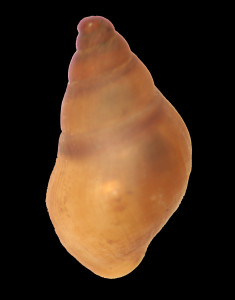 Pseudamnicola_gasulli_84-7965_D