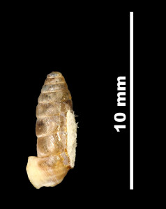 Pupa_(Torquilla)_cadica_89-8579_P