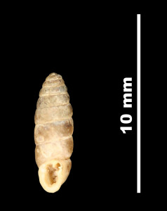Pupa_(Torquilla)_cadica_89-8579_V