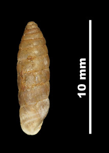 Pupa_(Torquilla)_tuxensis_89-8565_D