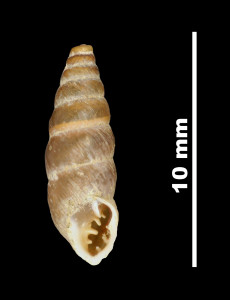 Pupa_angulata_89-8528_V