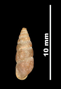 Pupa_aragonica_89-8534_D