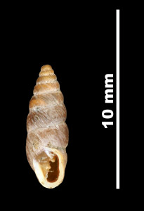 Pupa_aragonica_89-8534_V