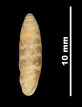 Pupa catalonica