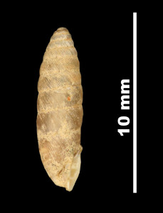 Pupa_catalonica_89-8591_P