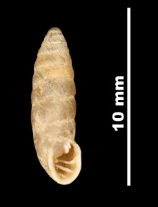 Pupa_catalonica_89-8591_V