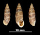 Pupa crassata
