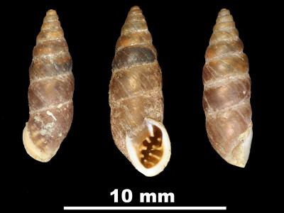 Pupa_crassata_89-8587_DVP