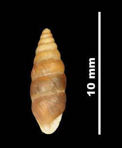 Pupa_crassata_89-8588_D