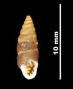 Pupa_crassata_89-8588_V