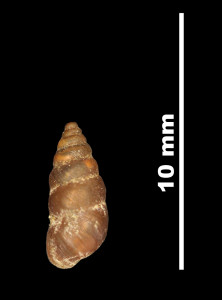 Pupa_dertosensis_89-8530_D