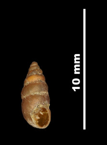 Pupa_dertosensis_89-8530_V