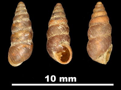 Pupa_dertosensis_89-8531_DVP