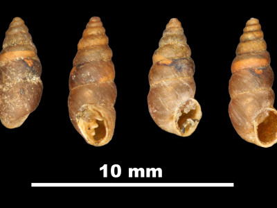 Pupa_dertosensis_89-8546_DVP