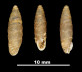Pupa freseriana
