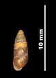 Pupa ilerdensis