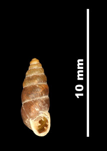 Pupa_ilerdensis_80-8552_V