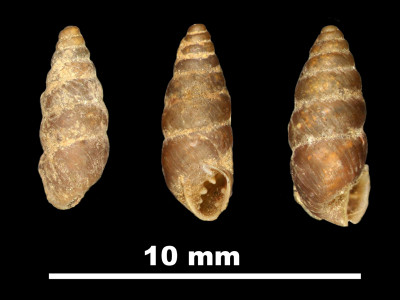 Pupa_ilerdensis_80-8553_DV