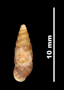 Pupa_leptochilus_microchilus_89-8526_D