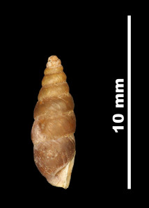 Pupa_leptochilus_microchilus_89-8526_P