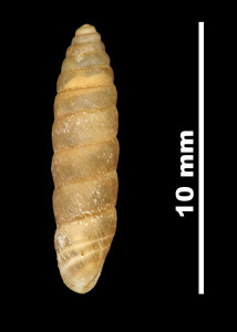 Pupa_lilietensis_89-8567_D