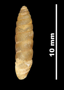 Pupa_lilietensis_89-8567_P