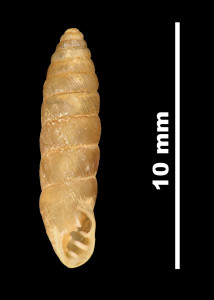 Pupa_lilietensis_89-8567_V