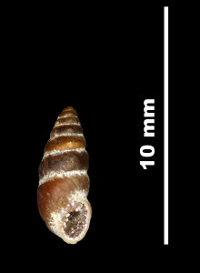 Pupa_longini_89-8550_V