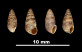 Pupa microdon