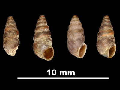 Pupa_microdon_89-8555_DV