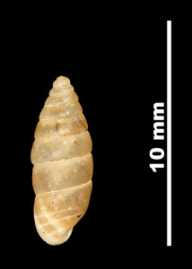 Pupa_montserratica_89-8548_D
