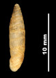 Pupa montsicciana