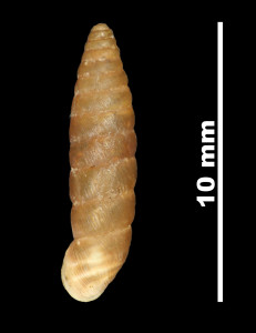 Pupa_montsicciana_89-8590_D