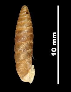 Pupa_montsicciana_89-8590_P