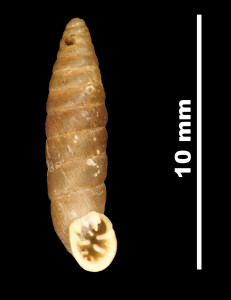 Pupa_montsicciana_89-8590_V