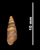 Pupa penchinatiana var. sexplicata